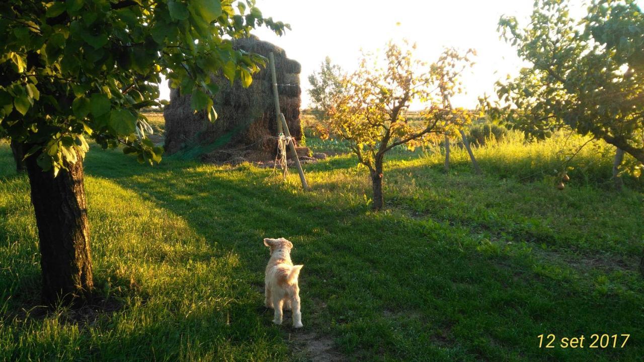 Вілла Agriturismo Taglio Del Re Єзоло Екстер'єр фото